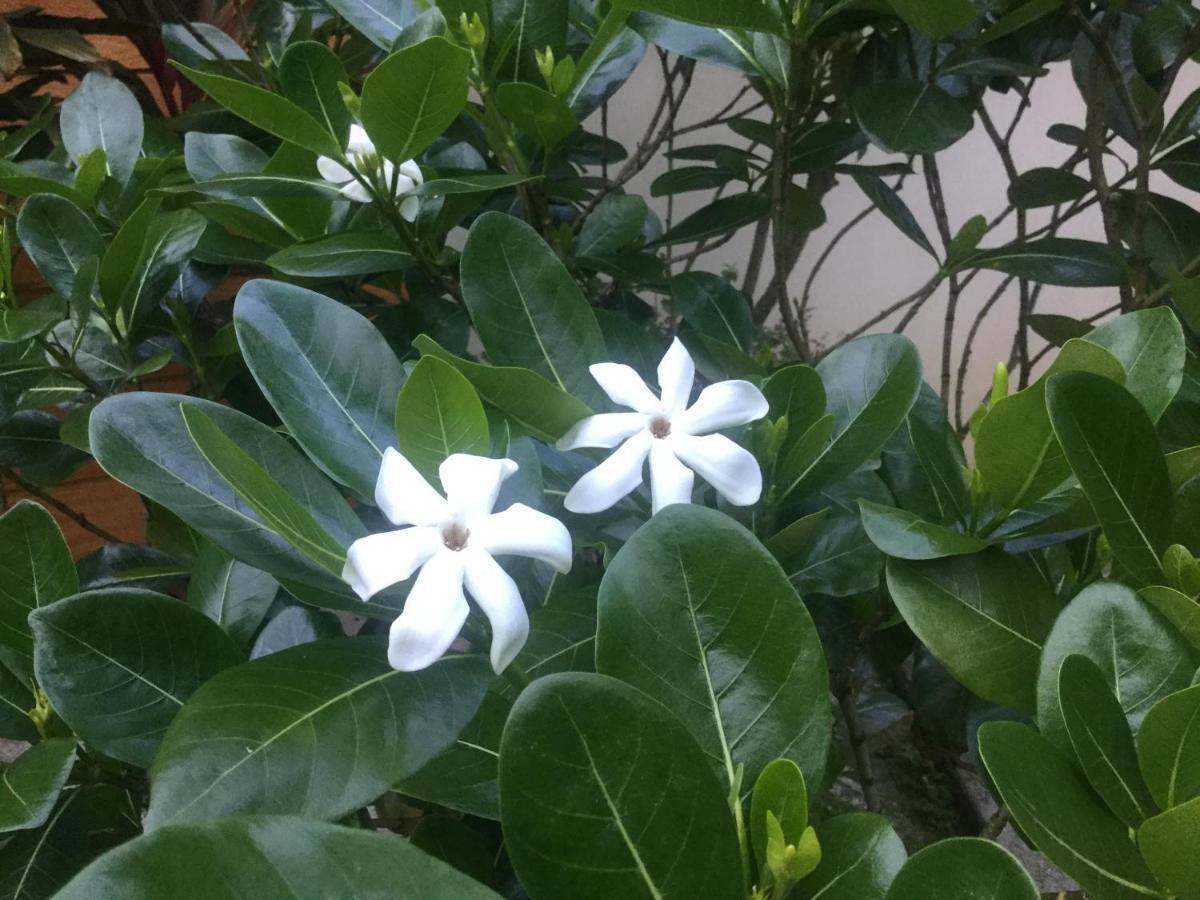 Raiatea Sur Mer Opoa ภายนอก รูปภาพ
